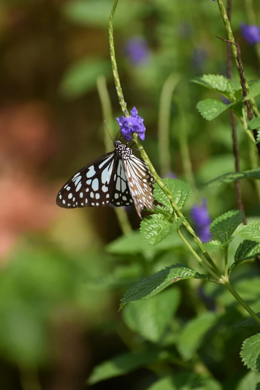 a black and white erfly on a purple flower