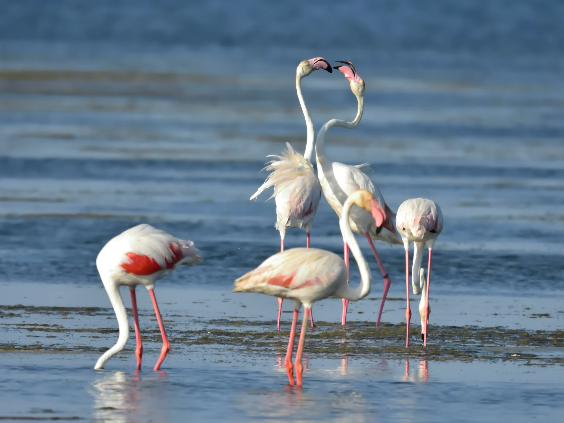 a group of flamingos stand on the water in a wetland