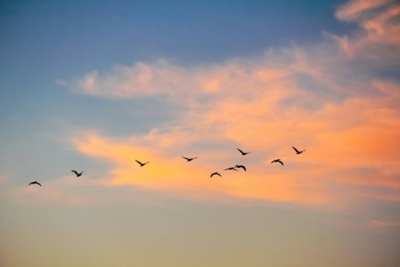 a flock of birds is flying over the horizon