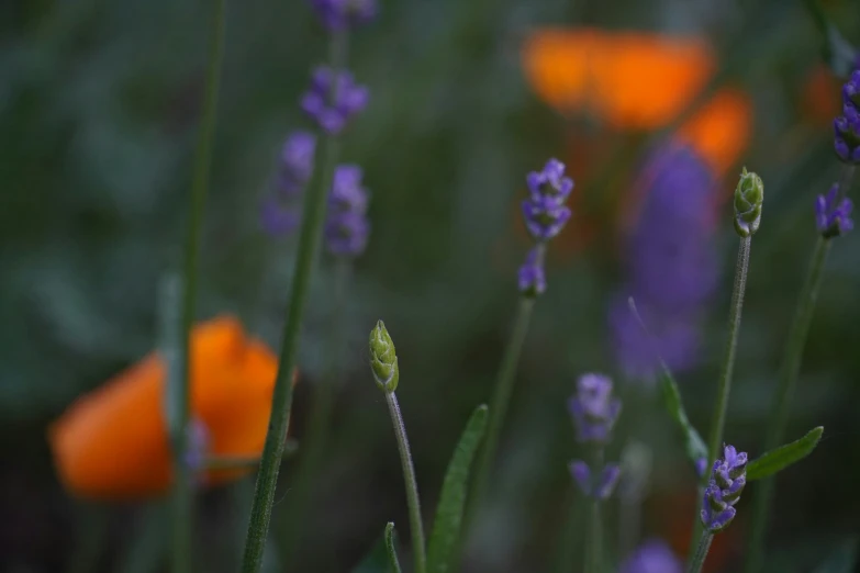 a bunch of flowers with a blurred background