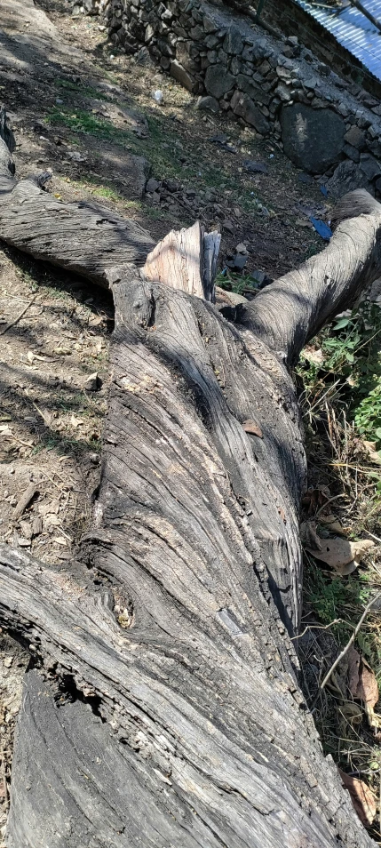 a bird perched on top of a fallen tree