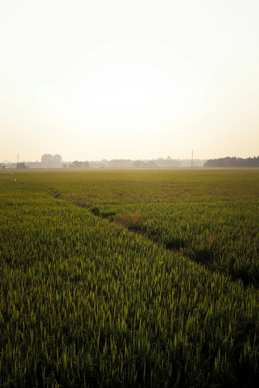 two planes are flying over a large field of grass