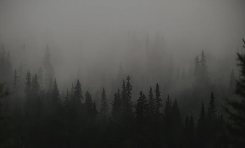 a very dark forest filled with trees covered in fog