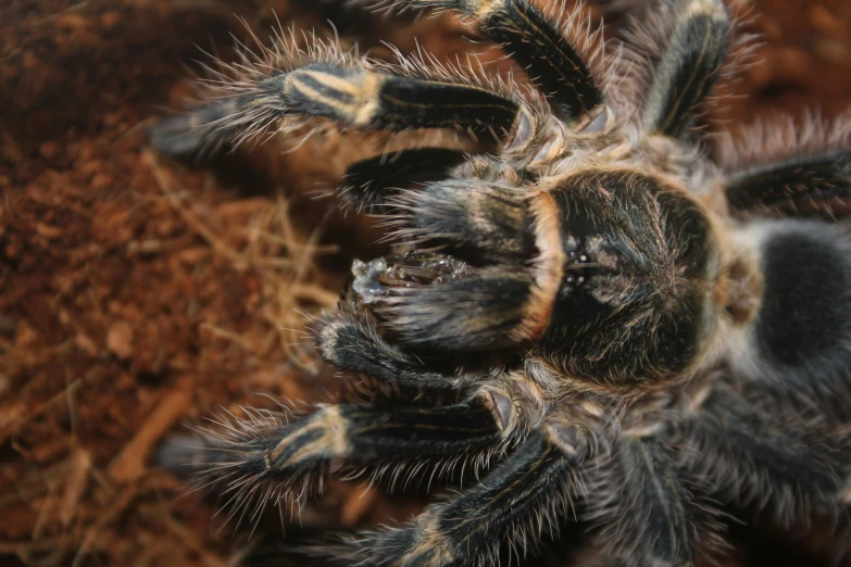 a close up po of a large, hairy spider