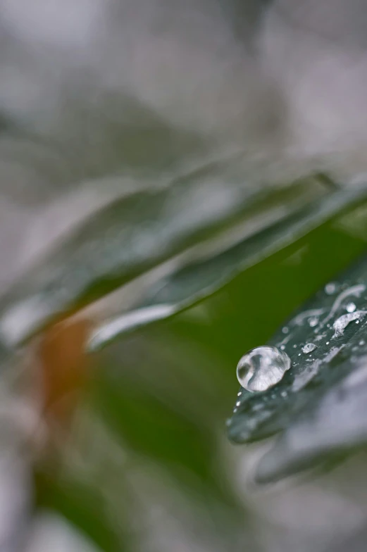 a close - up of some water drops that are on a leaf