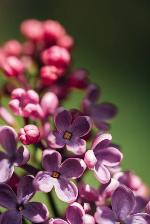 a vase filled with pink and purple flowers