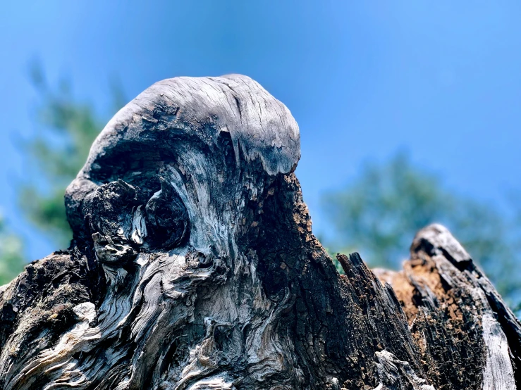 an old tree with some tree bark missing