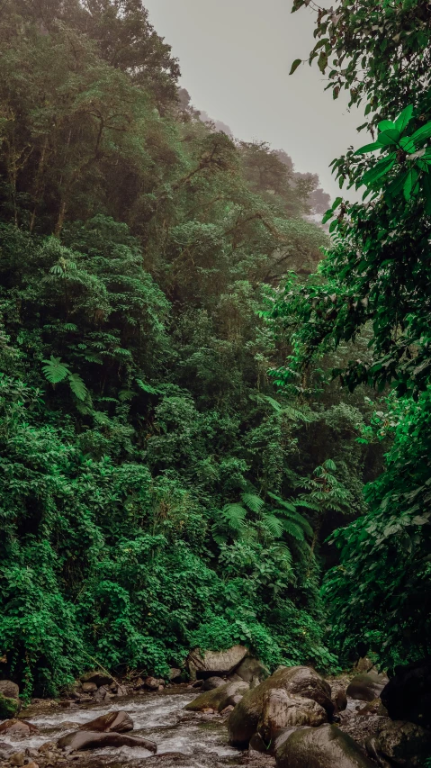 a group of people sitting next to a small river surrounded by forest