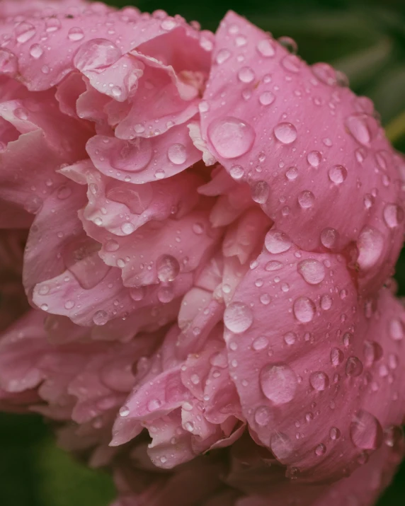 a pink flower with droplets on it