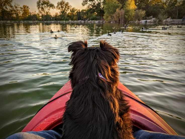 dog looking over the edge of a boat at a lake