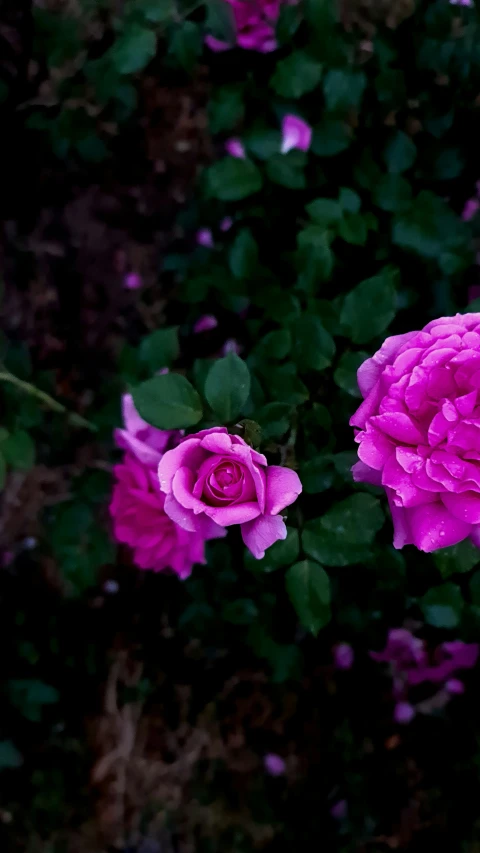 a bunch of pink flowers that are on some plants