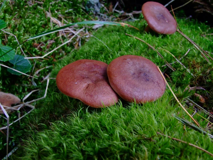 two mushrooms that are sitting on the moss