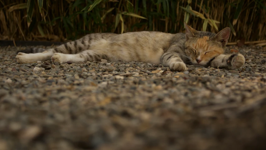 a kitten laying on its side in gravel