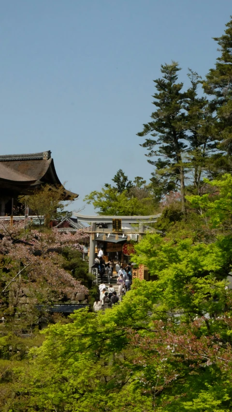 a group of people stand in front of trees with cherry blossom