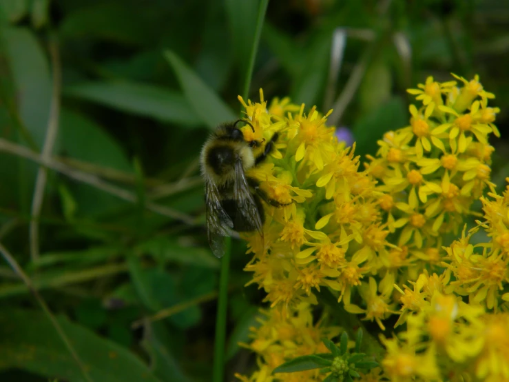 a bee that is sitting on some flowers