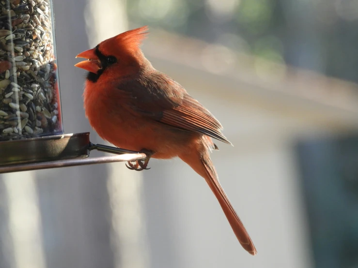 a red bird sitting on a bird feeder looking in