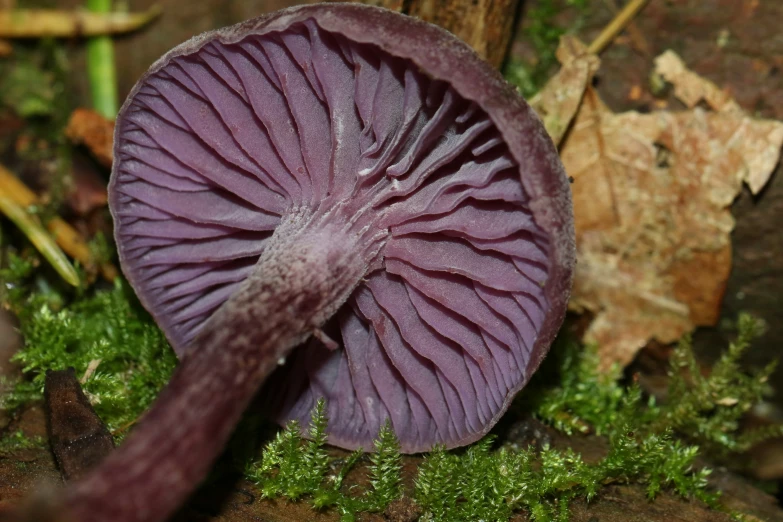 a purple mushroom with long stem sitting on the ground