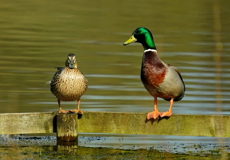 two ducks sitting on a wooden ledge near water