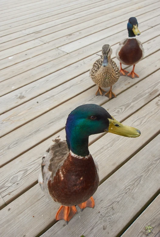 three duck with different color feathers are walking along a wooden deck