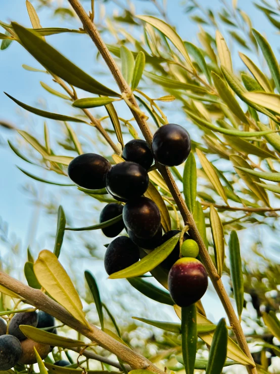 green olives hanging on a tree nch with sky in the background