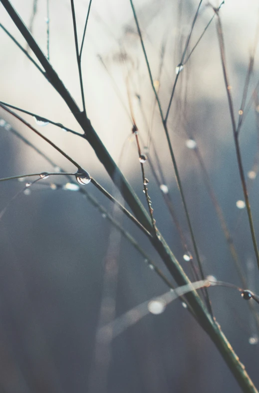 a close up of the nches with rain droplets