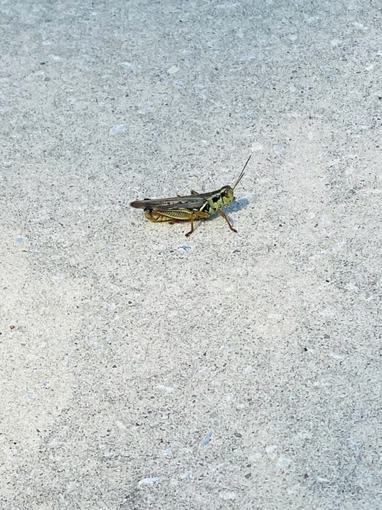 a grasshopper is walking across the concrete