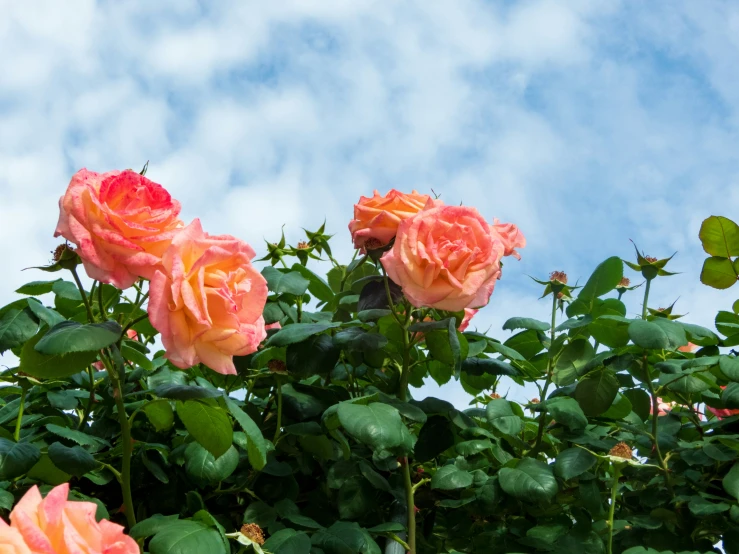 roses in a tree with cloudy blue sky behind them