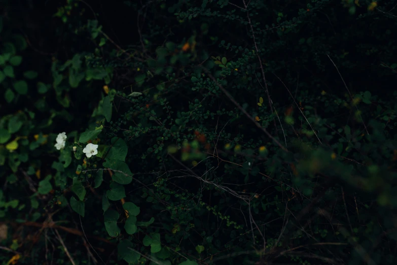 a plant with leaves and flowers inside of a green field