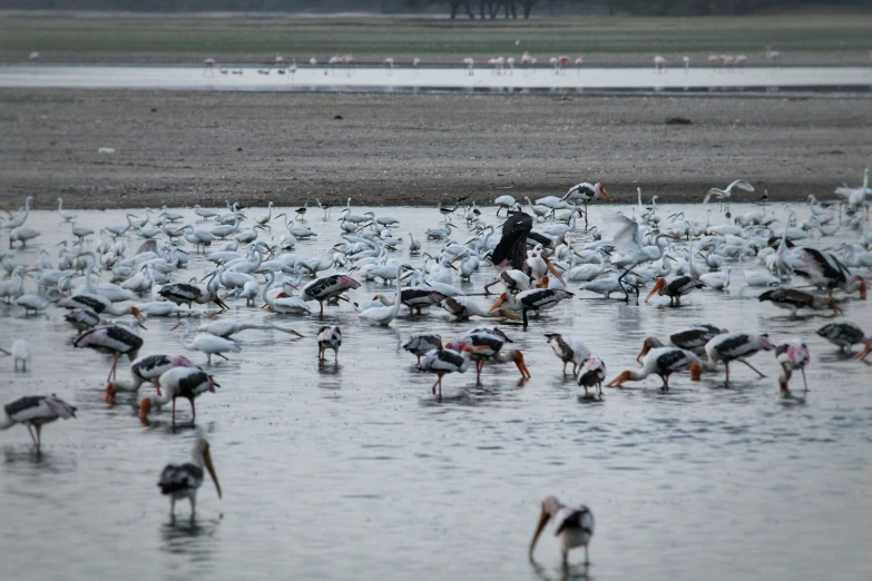 a huge flock of birds are feeding in the water