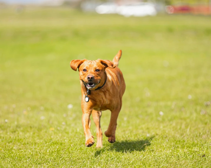 there is a brown dog running through the grass