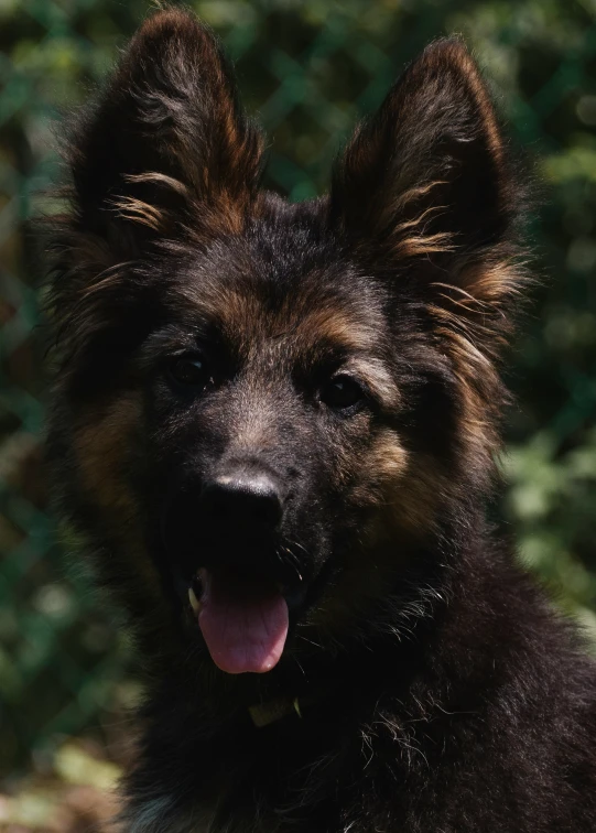 an old black and brown dog with large ears