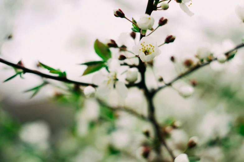 a flowered nch with flowers and leaves