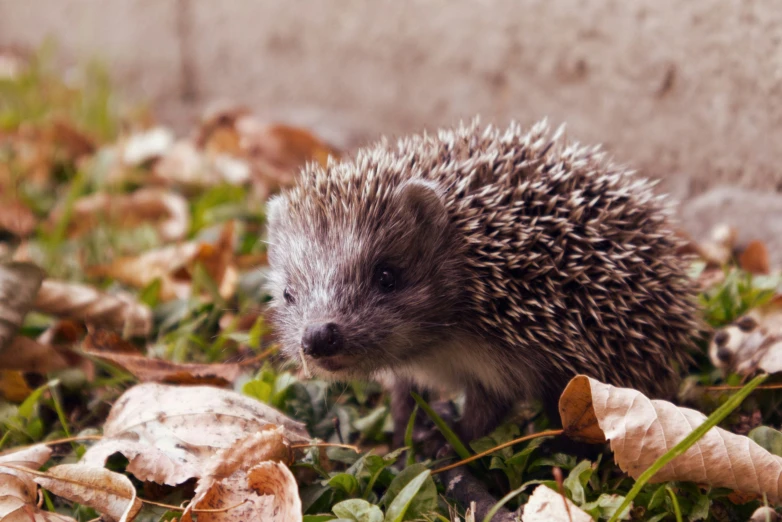 a young hedgehog outside near a wall