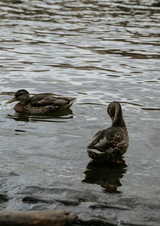 two ducks swimming next to each other on the water