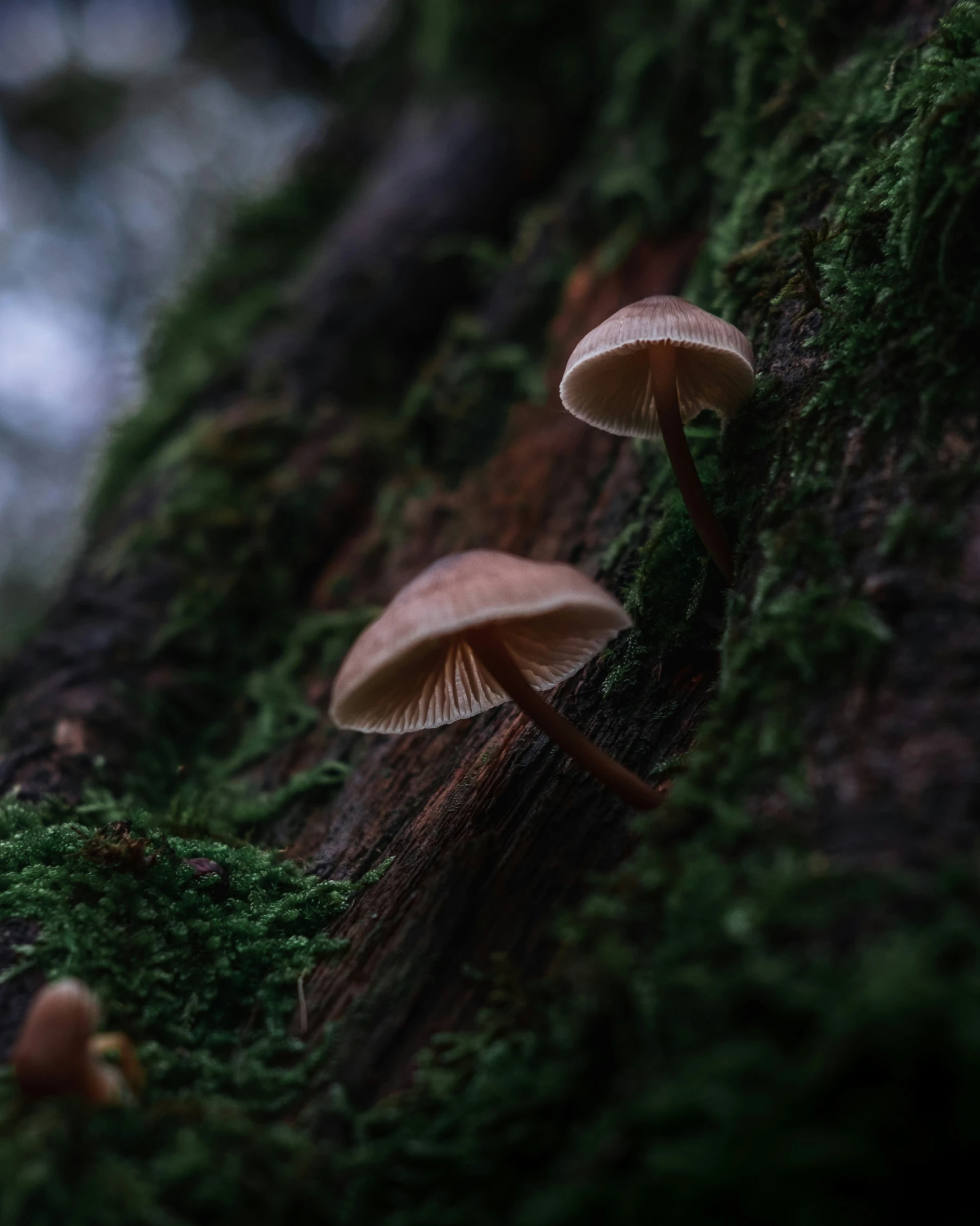 two mushrooms growing on the side of a tree