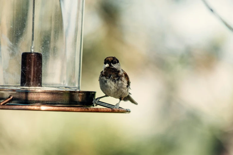 a small bird sits on the edge of a feeder