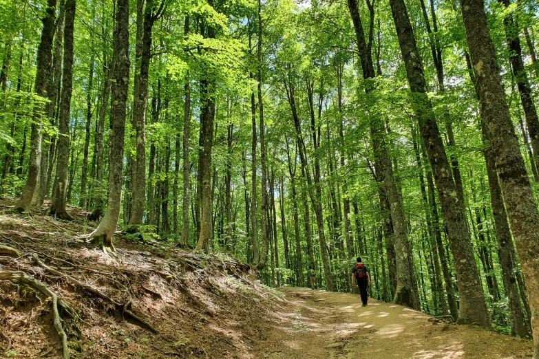 man walking along trail in thick green forest