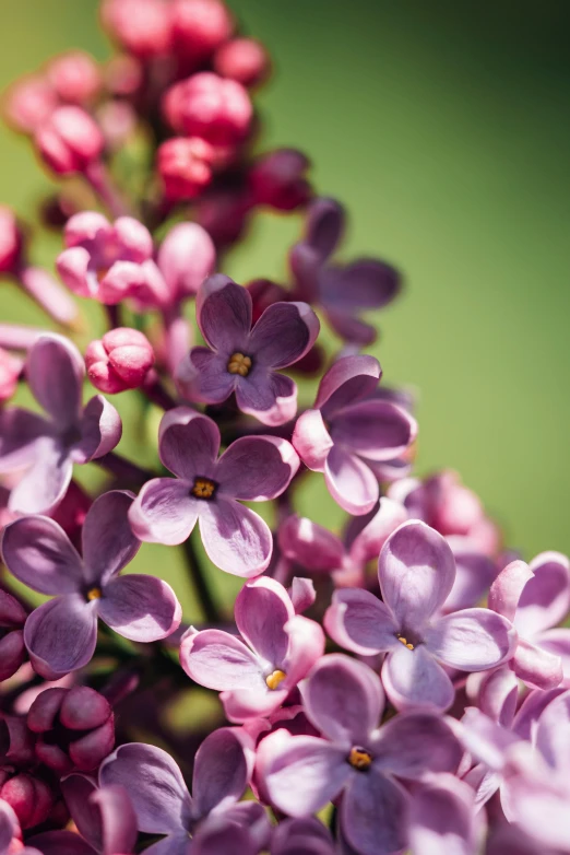 small flower that is growing in a bunch