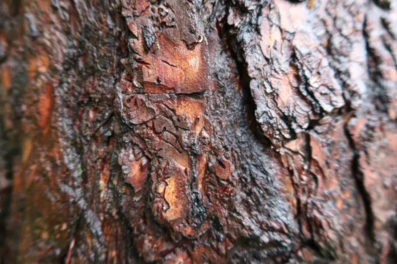 a close up of the bark of a large tree