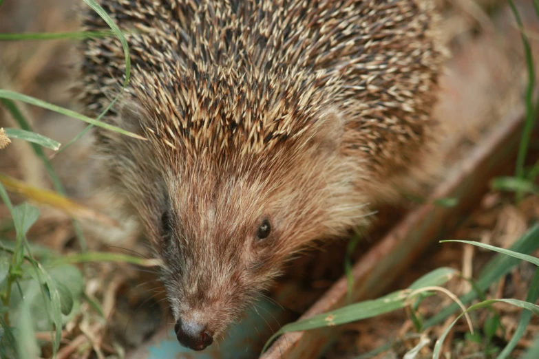 a hedgehog walks through some dry brush
