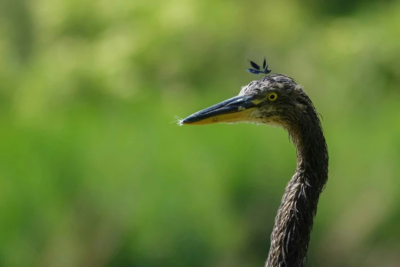 an emu with two birds sitting on its head