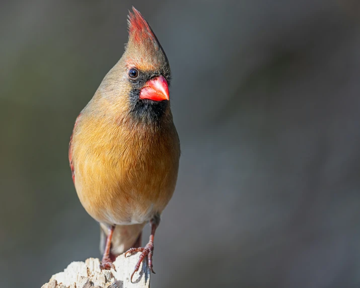 a bird standing on top of a tree trunk