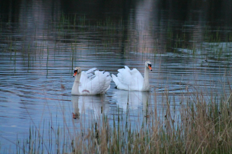 two white swans in the water next to green reeds