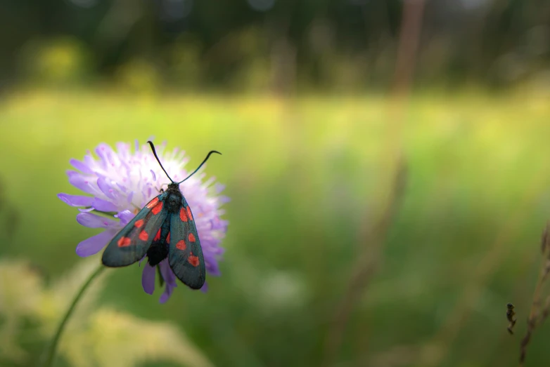 a blue and orange moth sitting on top of a purple flower