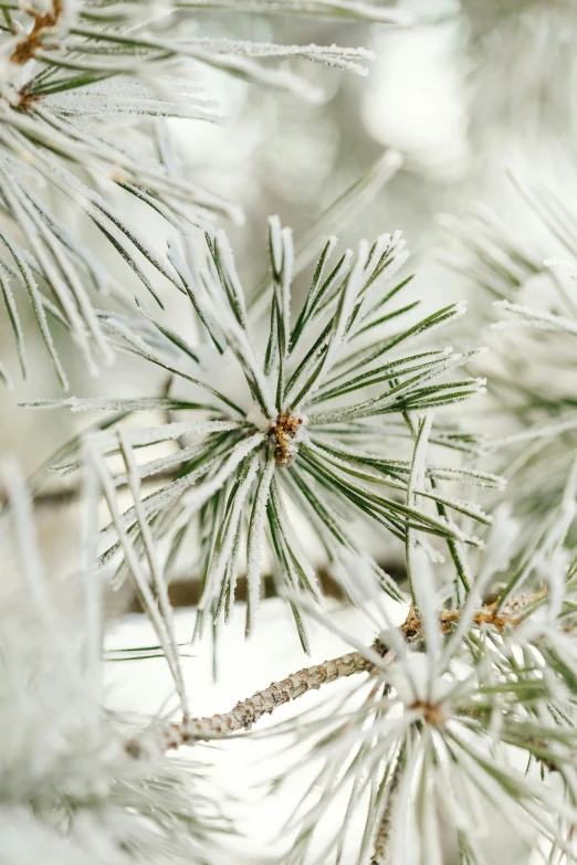 pine needles on a tree covered in snow