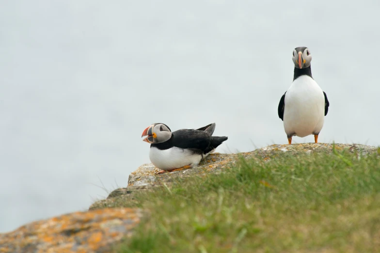 two birds standing on top of a rock