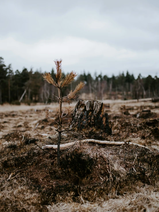 the small tree is growing from the ground