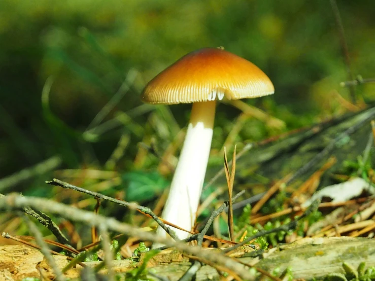 a single mushroom that is growing on a tree