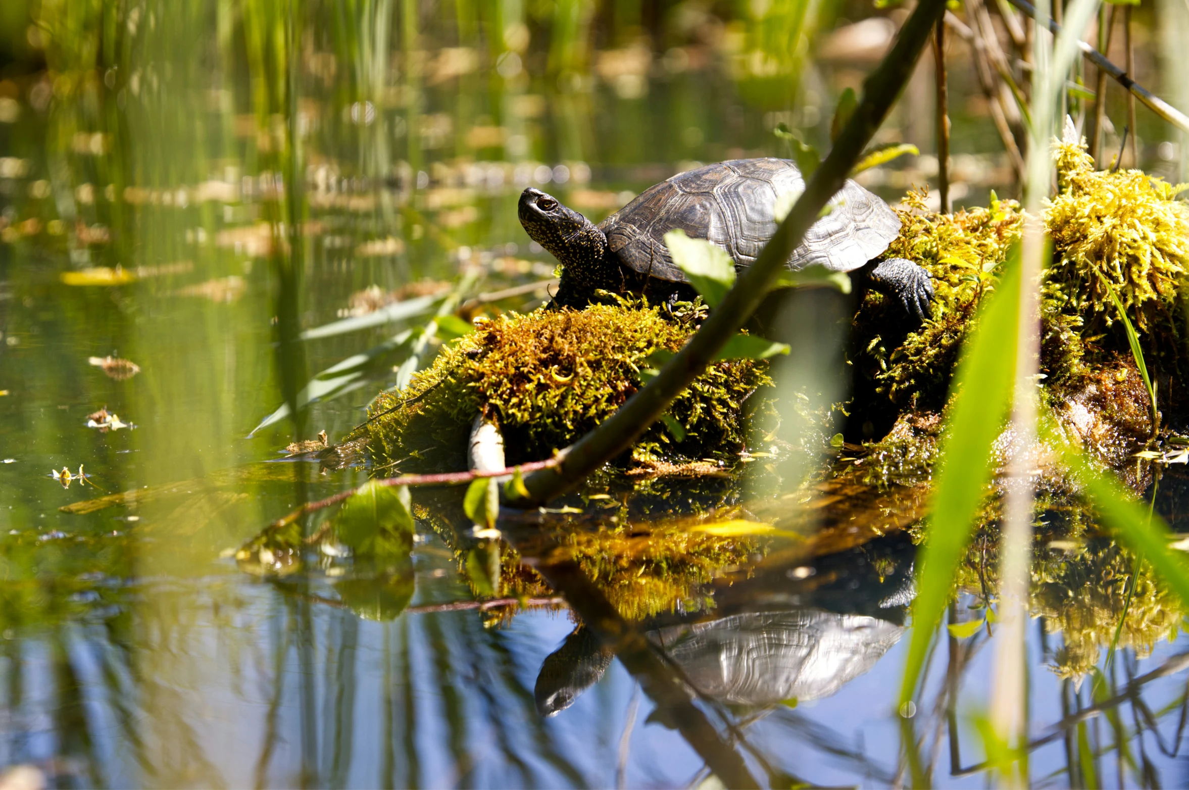 an image of turtle laying on grass in the water