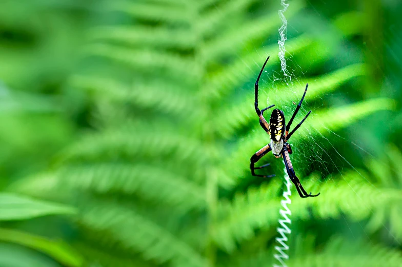 a spider crawling across the side of a green plant